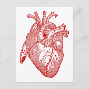 Red Antique Anatomical Heart Vykort