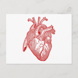 Red Antique Anatomical Heart Vykort