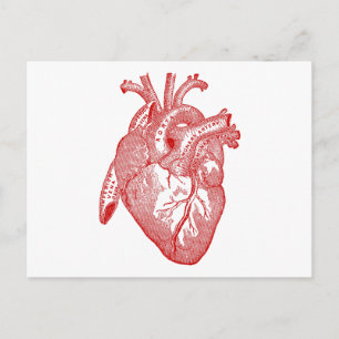 Red Antique Anatomical Heart Vykort