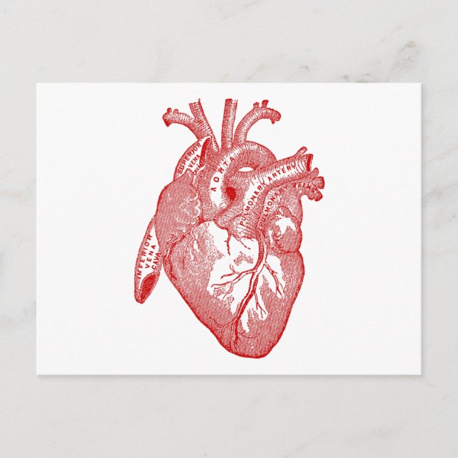 Red Antique Anatomical Heart Vykort (Framsida)