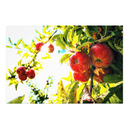 "Red Apples Träd on Sunny Day" Cute Photo. Köp nu Fototryck