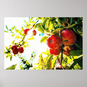 "Red Apples Träd on Sunny Day" Cute Photo. Köp nu Poster