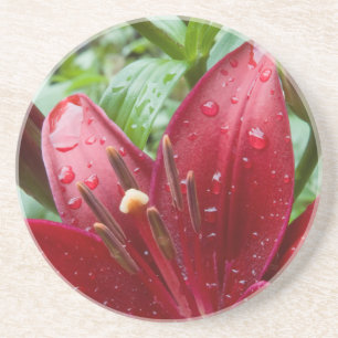 Red Asiatic Lily with Buds Underlägg