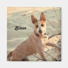 Red Australian Cattle Hund - Heeler - i snö Magnet