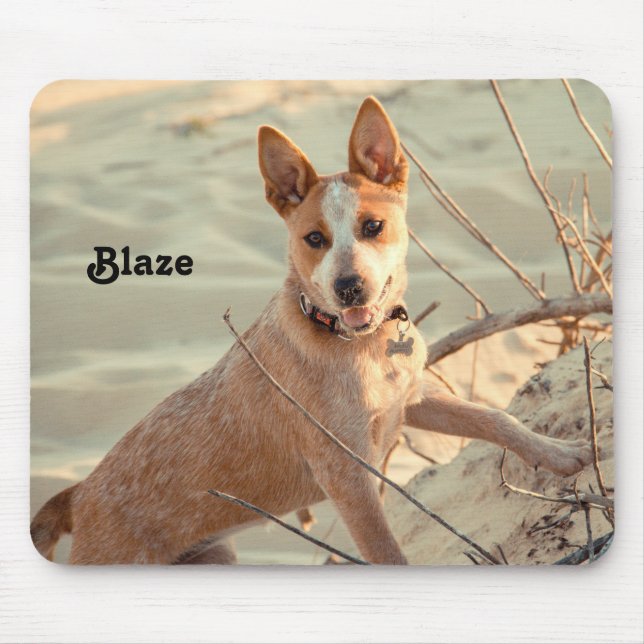 Red Australian Cattle Hund - Heeler - i snö Musmatta (Framsidan)
