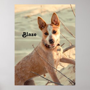 Red Australian Cattle Hund - Heeler - i snö Poster
