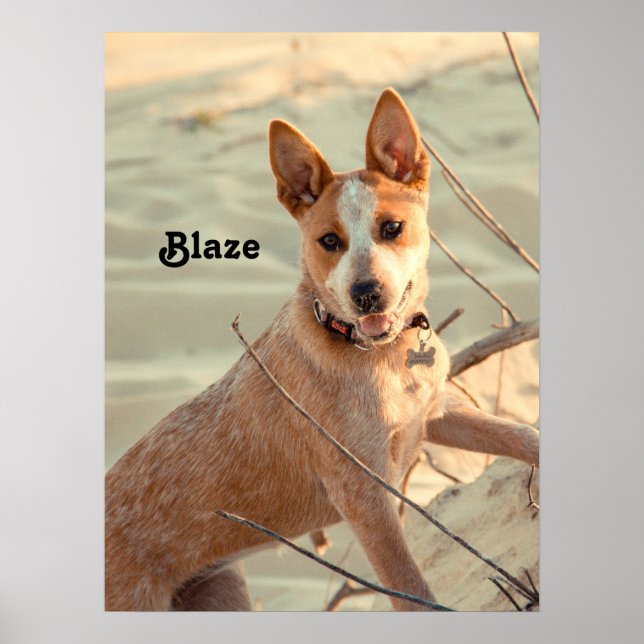 Red Australian Cattle Hund - Heeler - i snö Poster (Framsidan)