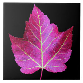 Red Autumn Maple Leaf on Black Background Kakelplatta