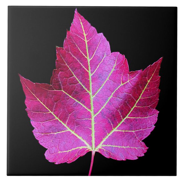 Red Autumn Maple Leaf on Black Background Kakelplatta (Framsidan)