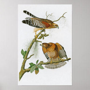 Red-axed Hawk John Audubon Birds of America Poster
