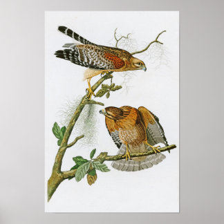 Red-axed Hawk John Audubon Birds of America Poster