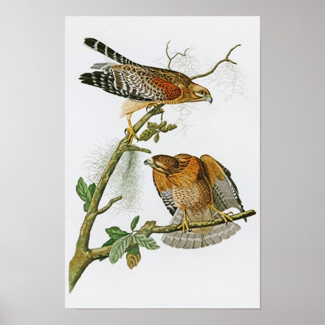 Red-axed Hawk John Audubon Birds of America Poster (Framsidan)
