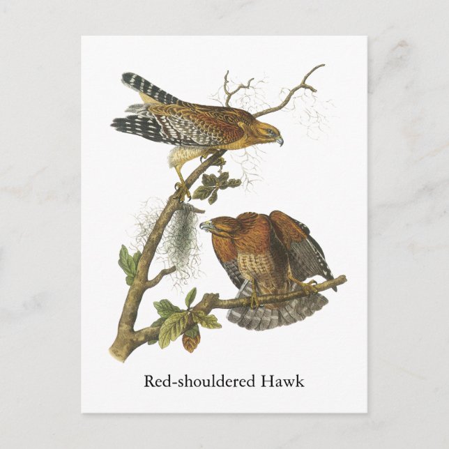 Red-axed Hawk, John Audubon Vykort (Framsida)