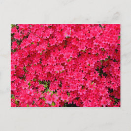 Red Azalea Flower Patch Vykort