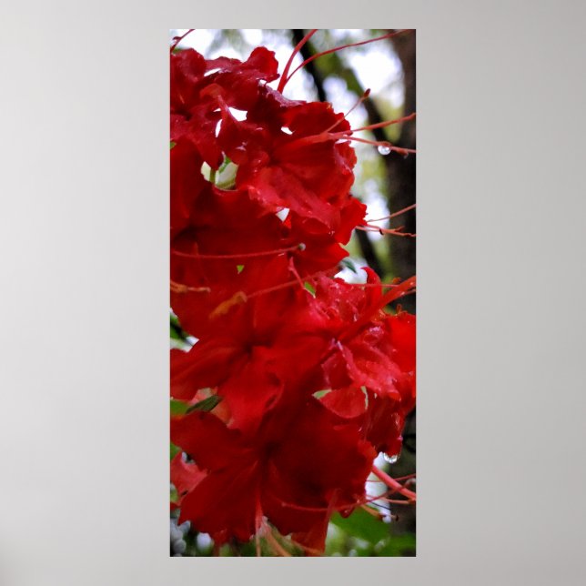 Red Azalea Flowers Poster (Framsidan)