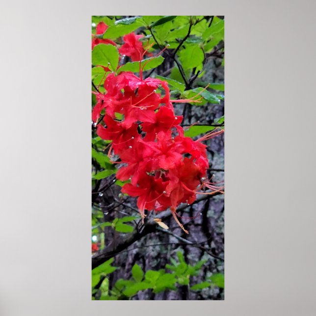 Red Azalea Flowers Poster (Framsidan)