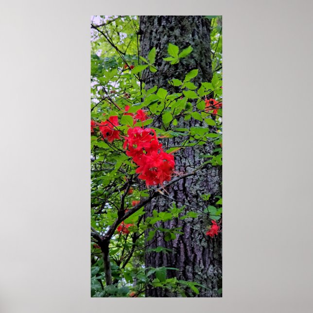Red Azalea Flowers Poster (Framsidan)