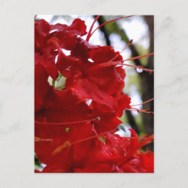 Red Azalea Flowers Vykort