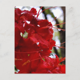 Red Azalea Flowers Vykort