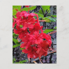 Red Azalea Flowers Vykort