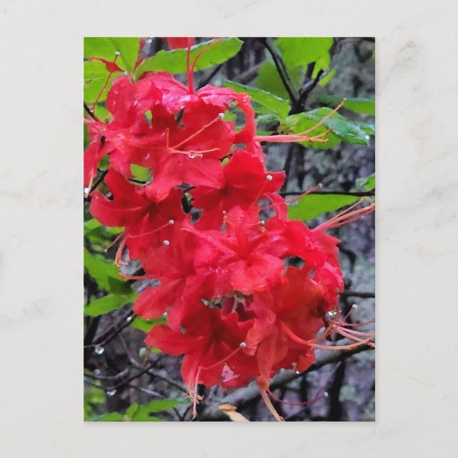 Red Azalea Flowers Vykort (Framsida)
