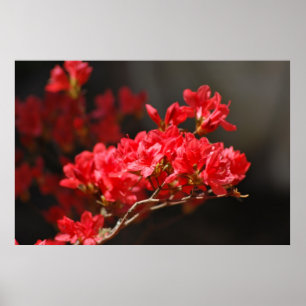 Red Azaleas och dess betydelse Poster