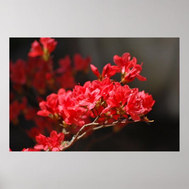 Red Azaleas och dess betydelse Poster (Framsidan)