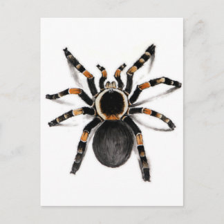 Red Banded Tarantula Spider Vykort