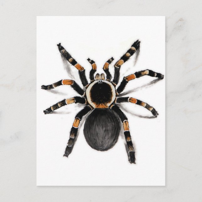 Red Banded Tarantula Spider Vykort (Framsida)