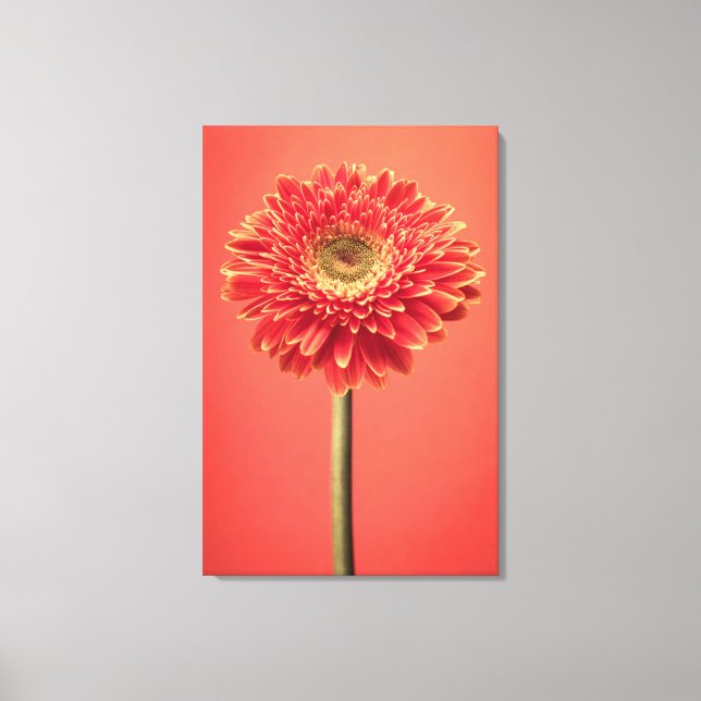 Red Barberton Gerbera Daisy Flower Canvastryck (Framsida)