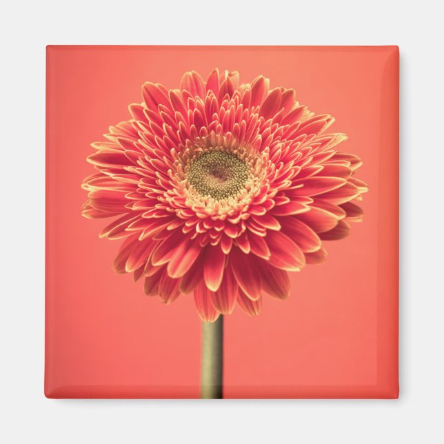 Red Barberton Gerbera Daisy Flower Magnet (Framsidan)