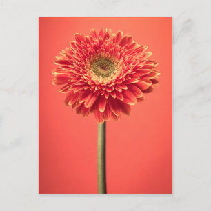 Red Barberton Gerbera Daisy Flower Vykort