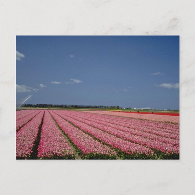 Red Barley fält, Zanskar Ladakh, indiska blommor Vykort (Framsida)