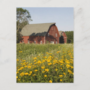 Red Barn med Gult Wildblommor Vykort