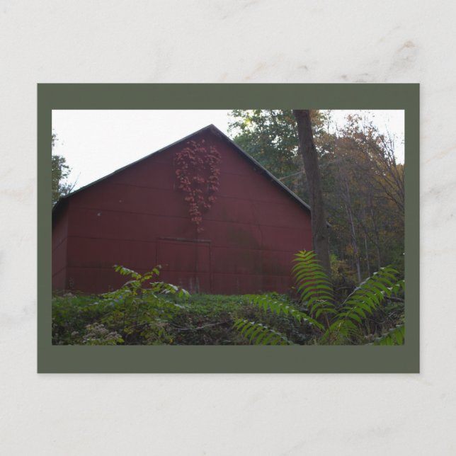 Red Barn med ivy Postcard Vykort (Framsida)