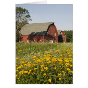 Red Barn och Gult Wildblommor OBS Kort