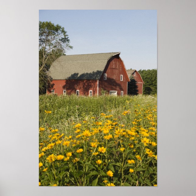 Red Barn och Gult Wildblommor Poster (Framsidan)
