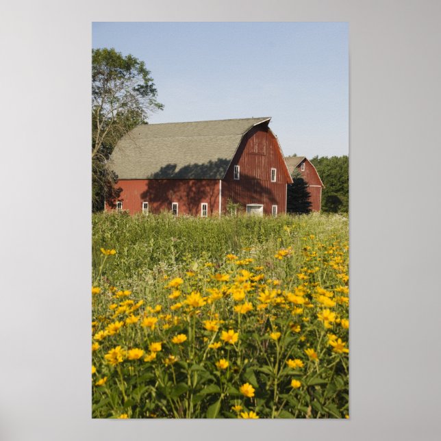 Red Barn och Gult Wildblommor Poster (Framsidan)