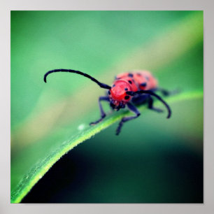 Red Beetle Insekt Close Up Poster