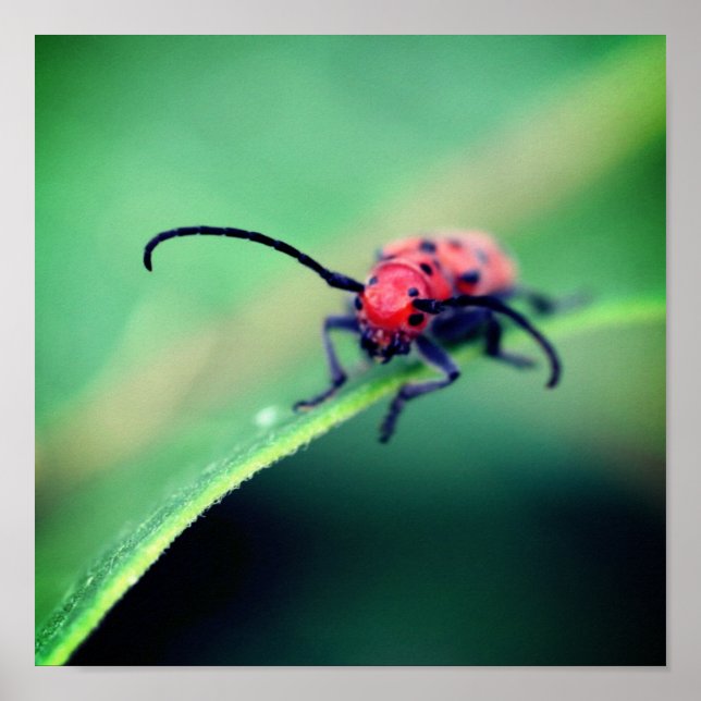 Red Beetle Insekt Close Up Poster (Framsidan)