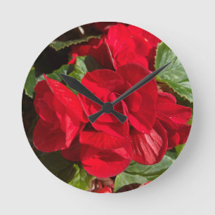 Red Begonia Hiemalis Rund Klocka