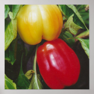 Red Bell Peppers Ripen på Plant med Löv Poster