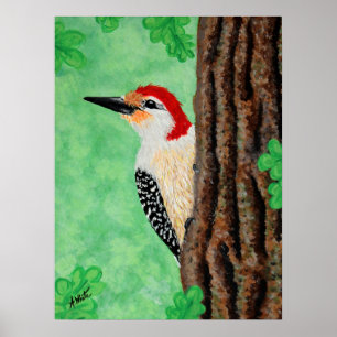 Red Bellded Woodpecker Poster