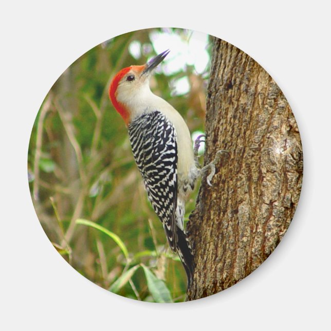 Red Bellied Woodpecker Bird Magnet (Framsidan)
