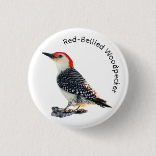 Red-Bellied Woodpecker Knapp