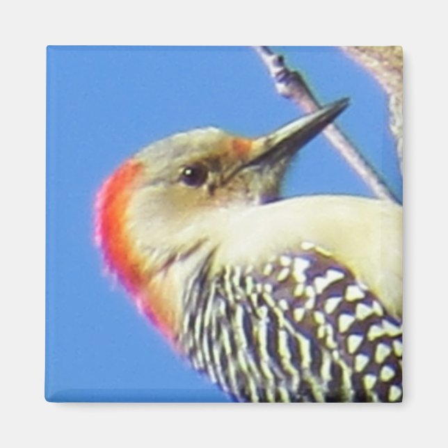 Red-Bellied Woodpecker Magnet (Framsidan)