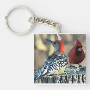 Red Bellied Woodpecker med Red Cardinal