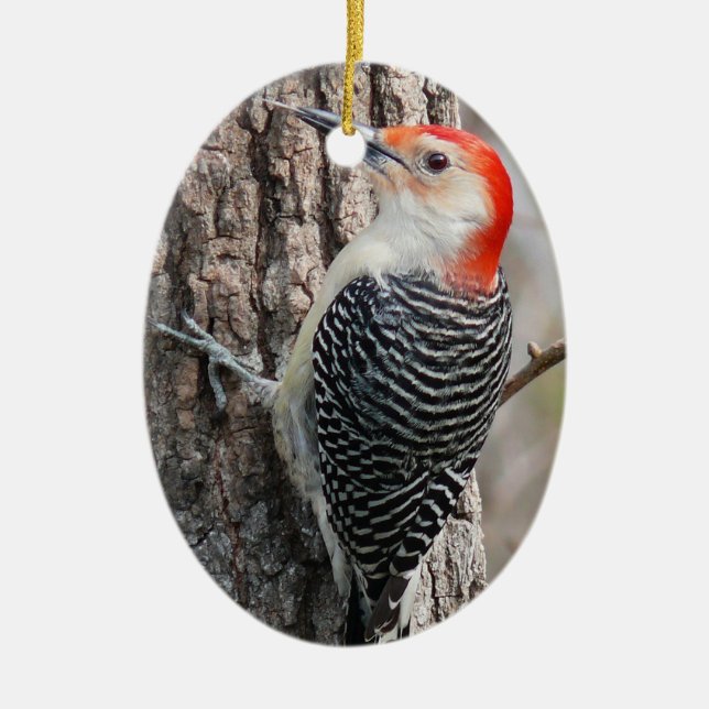 Red-Bellied Woodpecker Ornament (Framsidan)
