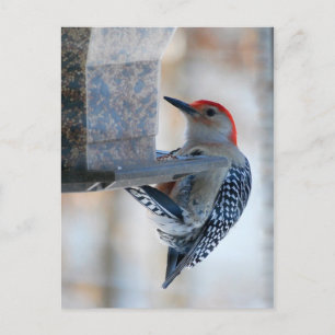 Red-bellied Woodpecker på Bird Feeder Postcard Vykort