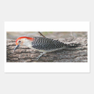 Red-Bellied Woodpecker Rektangulärt Klistermärke
